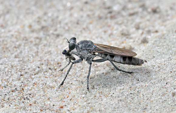 Stichopogon trifasciatus