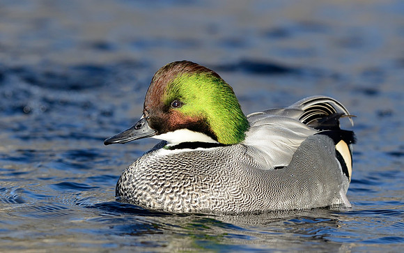 Falcate Duck