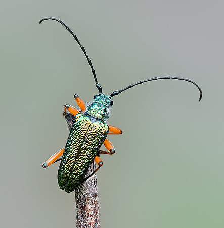 Anthophylax cyaneus