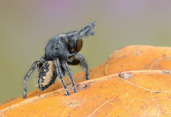 Phidippus purpuratus