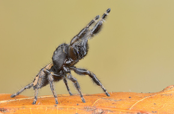 Phidippus purpuratus