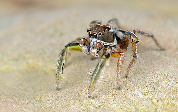 Habronattus viridipes