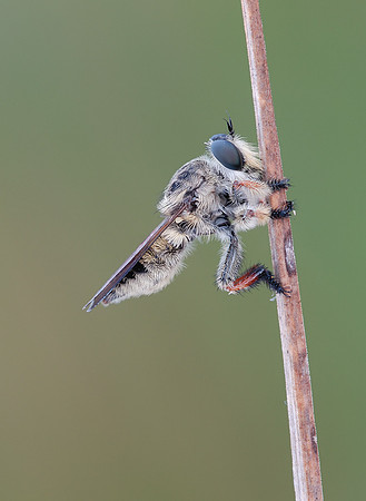 Megaphorus minutus