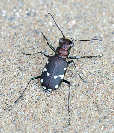 Cicindela patruela huberi