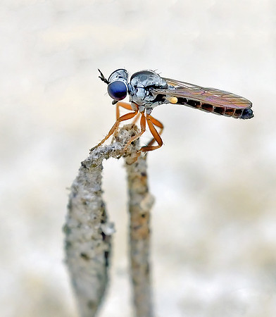 Townsendia arenicola