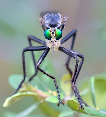 Microstylum morosum