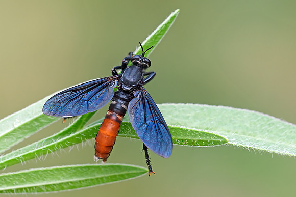 Prolepsis tristis