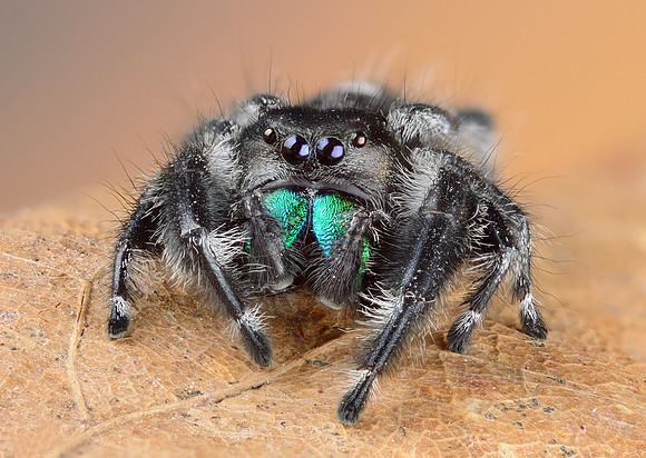 Phidippus regius, adult male