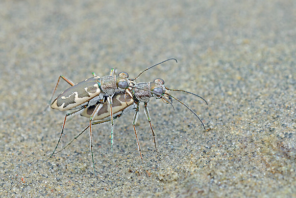 Ellipsoptera puritana