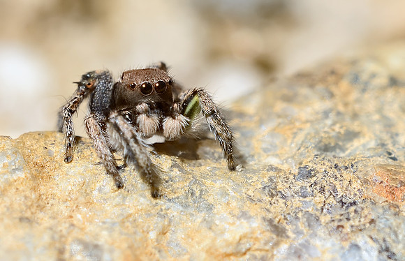 Habronattus calcaratus maddisoni