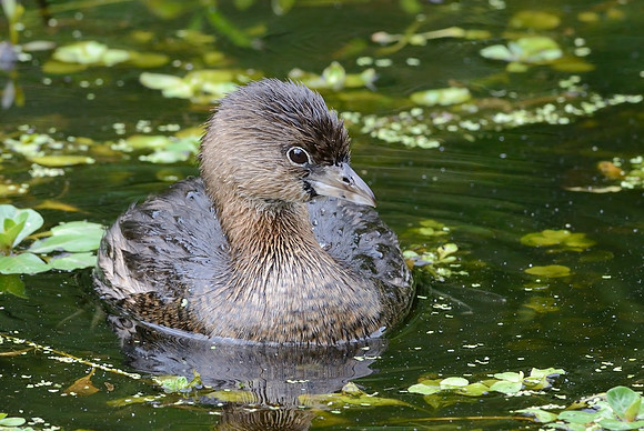 Pied-billed Grebe