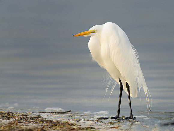 Great Egret