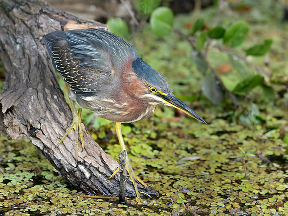 Green Heron