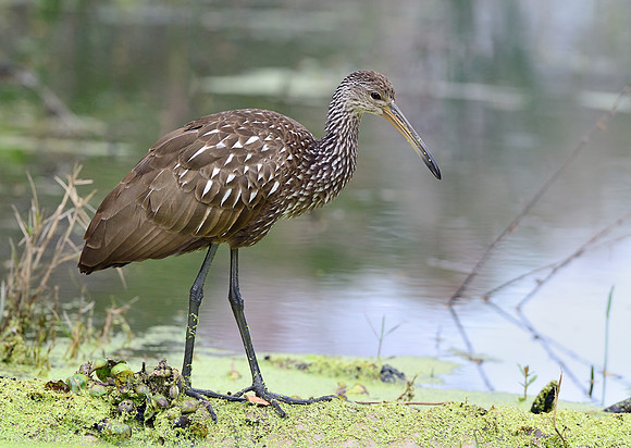 Limpkin