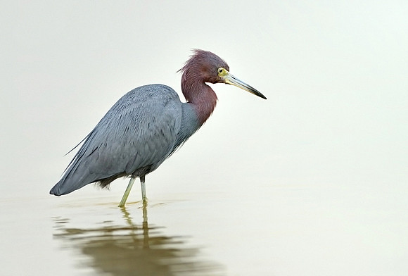 Little Blue Heron