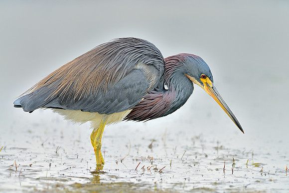 Tricolored Heron
