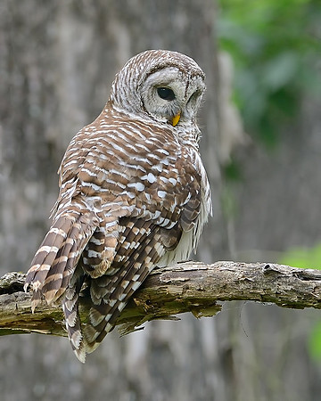 Barred Owl