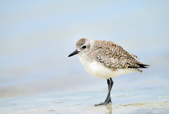 Black-bellied Plover