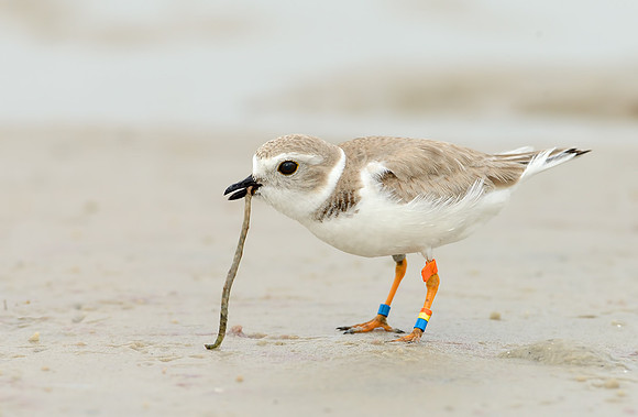 Piping Plover