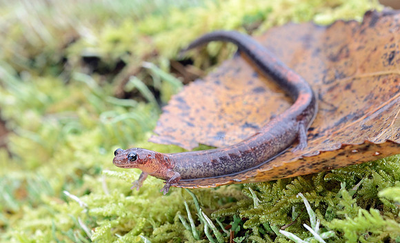 Red-backed Salamander
