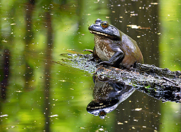 Bull Frog