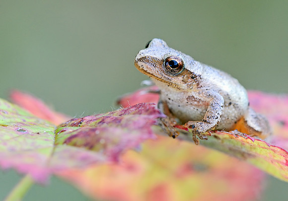 Spring Peeper (Pseudacris crucifer)