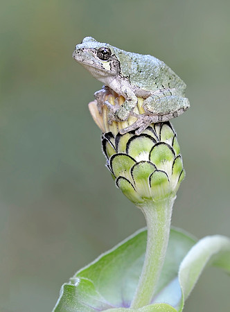 Gray Treefrog (Hyla versicolor)