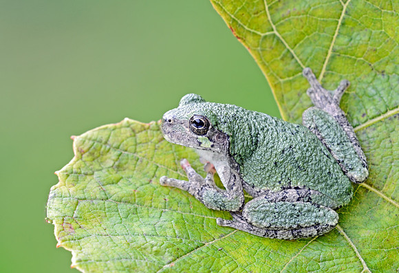 Gray Treefrog