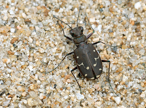 Cicindela duodecimguttatta