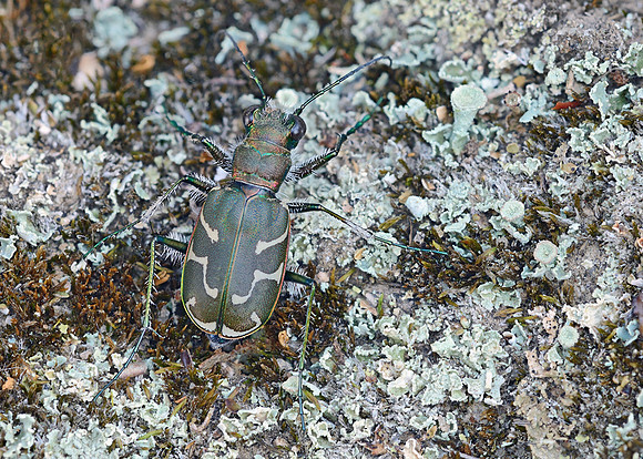 Oblique-lined Tiger Beetle (Tribonia tranquebarica)