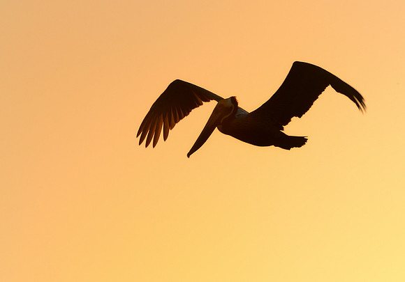Brown Pelican at sunset