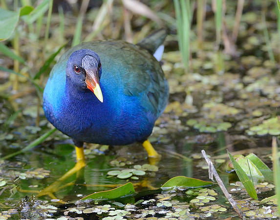 Purple Gallinule