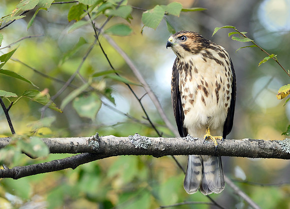 Broad-winged Hawk