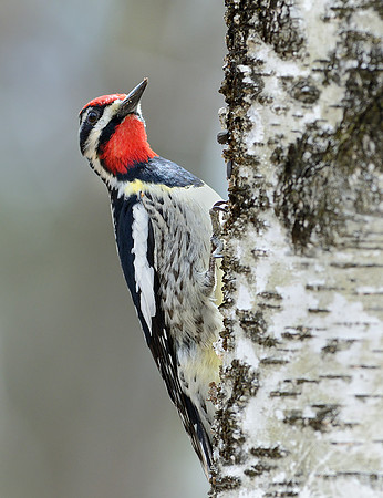 Yellow-bellied Sapsucker