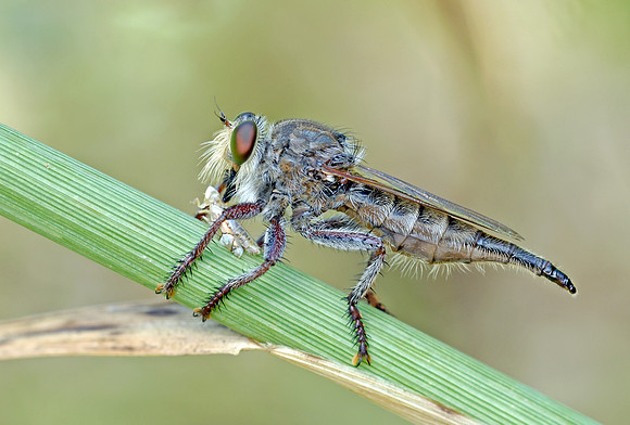 Promachus truquii