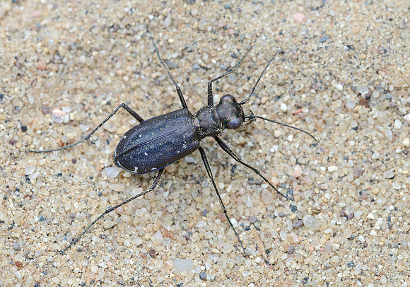 Punctured Tiger Beetle (Cicindelidia punctulata)