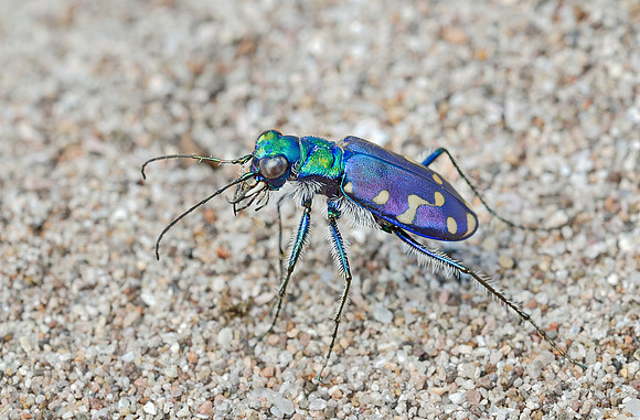 Western Tiger Beetle (Cicindela oregona maricopa)