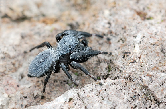 Phidippus octopunctatus
