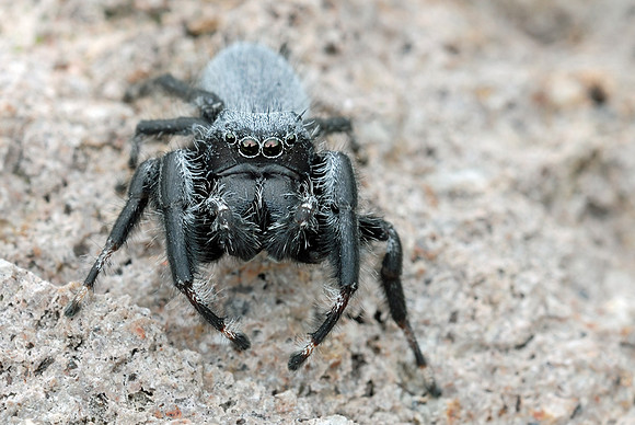Phidippus octopunctatus