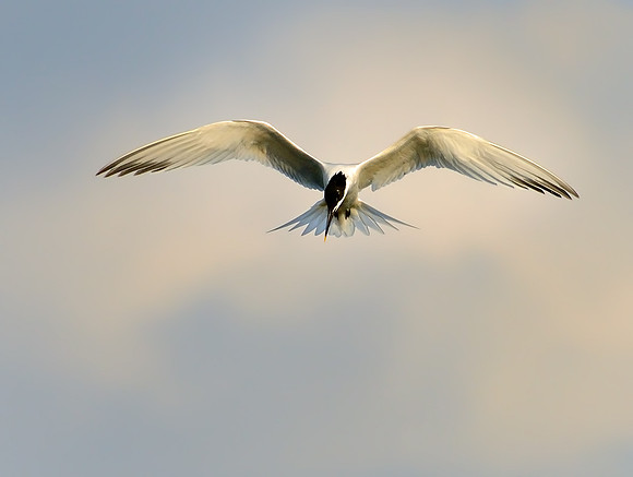 Sandwich Tern