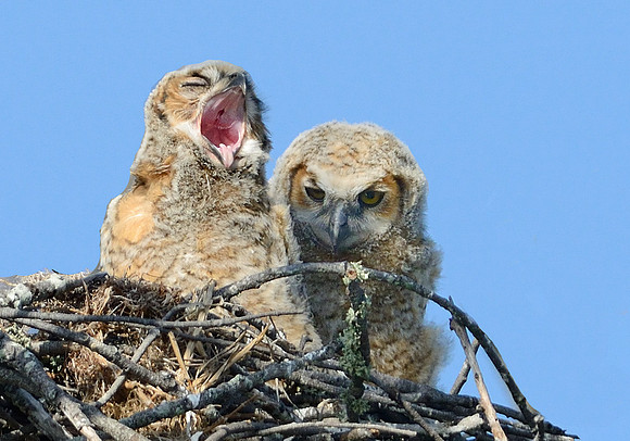 Great Horned Owl chicks