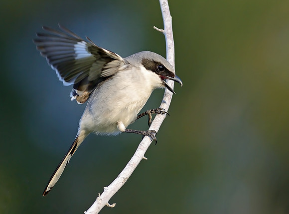 Loggerhead Shrike