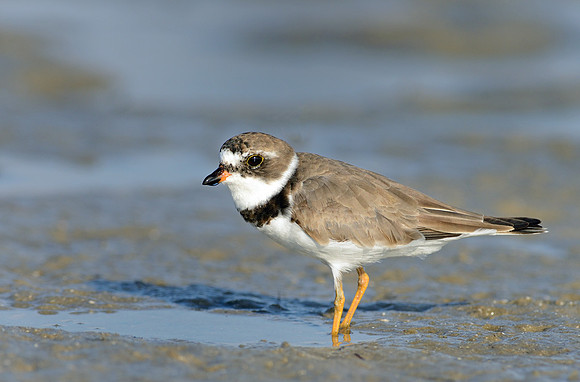 Semipalmated Sandpiper