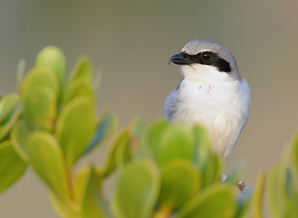 Loggerhead Shrike