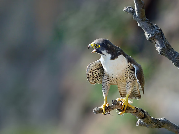 Peregrine Falcon