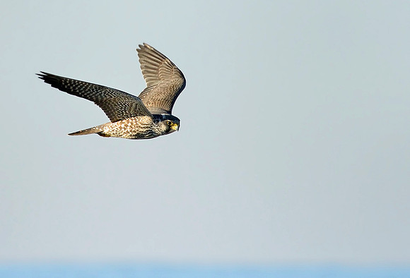 Peregrine Falcon