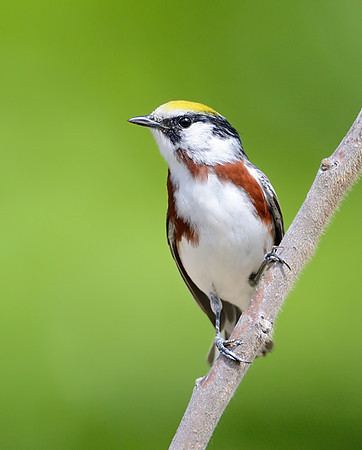 Chestnut-sided Warbler 4 NH