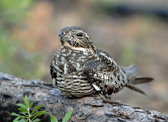 Common Nighthawk