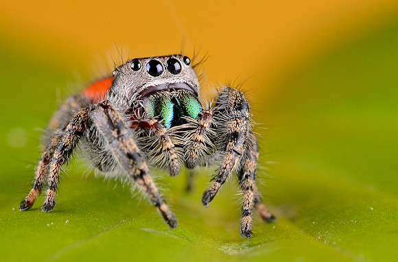 Phidippus princeps pulcherrimus