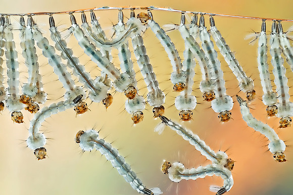 Yellow Fever Mosquito (Aedes aegypti) larvae